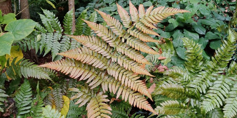 Dryopteris erythrosora